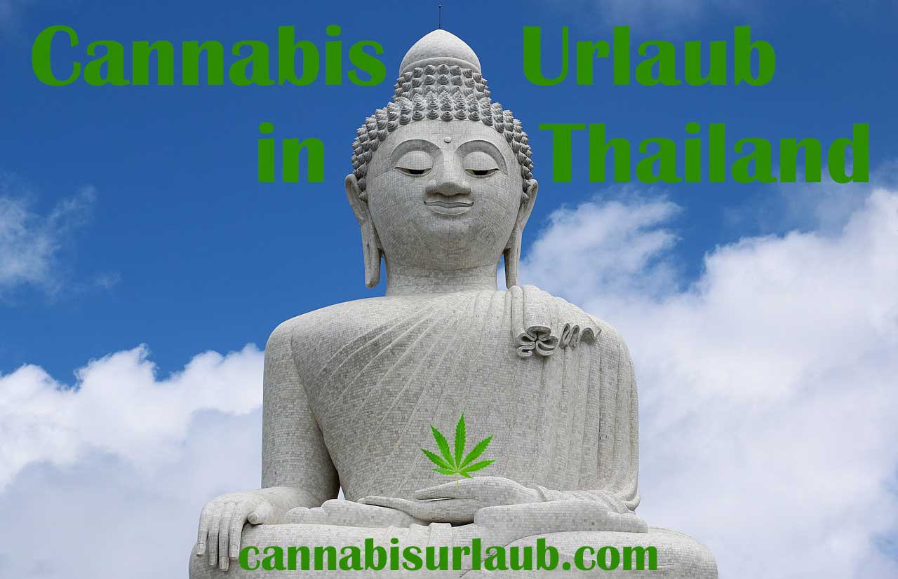 cannabis thailand