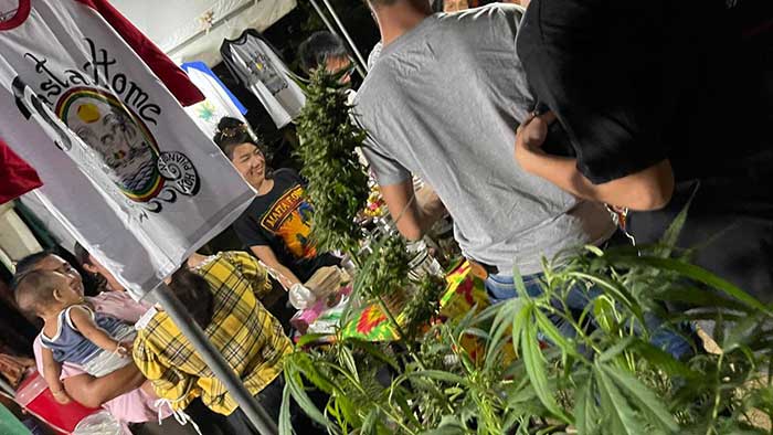Cannabis Club in Koh Phangan