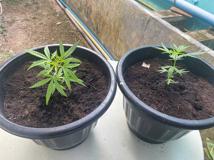 Cannabis Urlaub in Koh Phangan