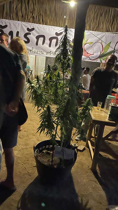 Cannabis Urlaub in Koh Phangan