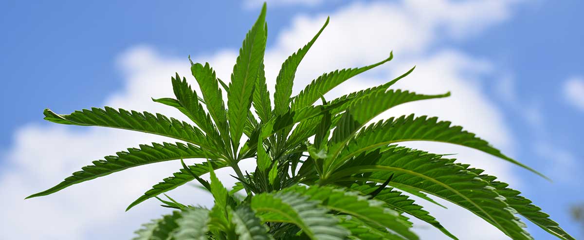 Cannabis Ferien mit dem Wohnmobil cannabis wohnmobil