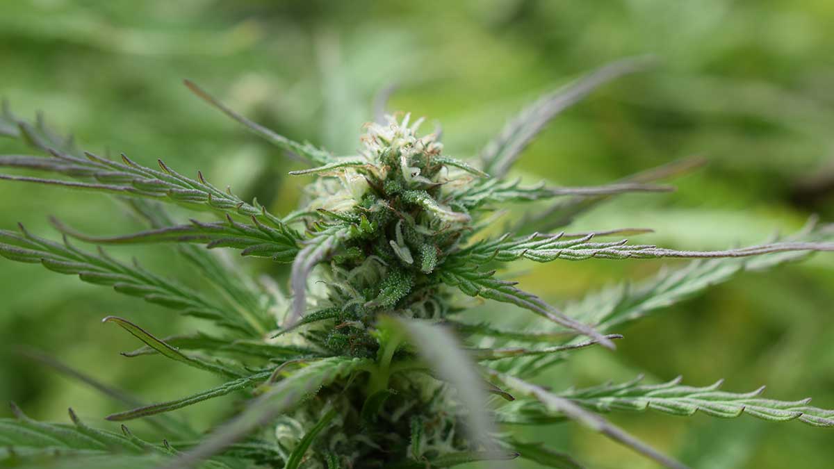 Cali Weed: Kaliforniens bestes Cannabis erleben