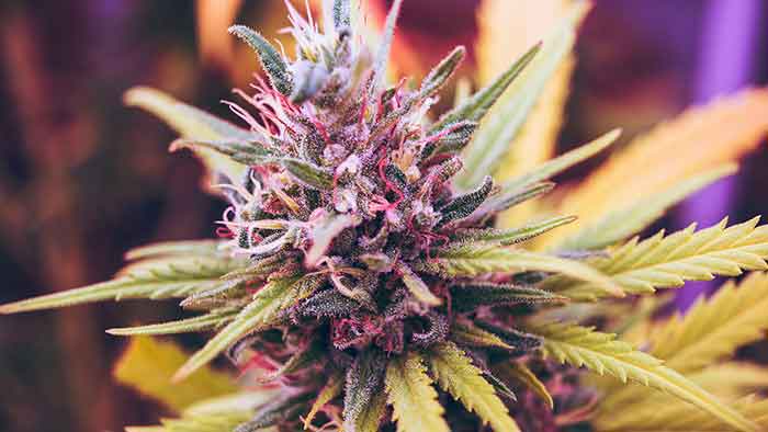 Cannabee: Cannabis-Shop mit Express-Service