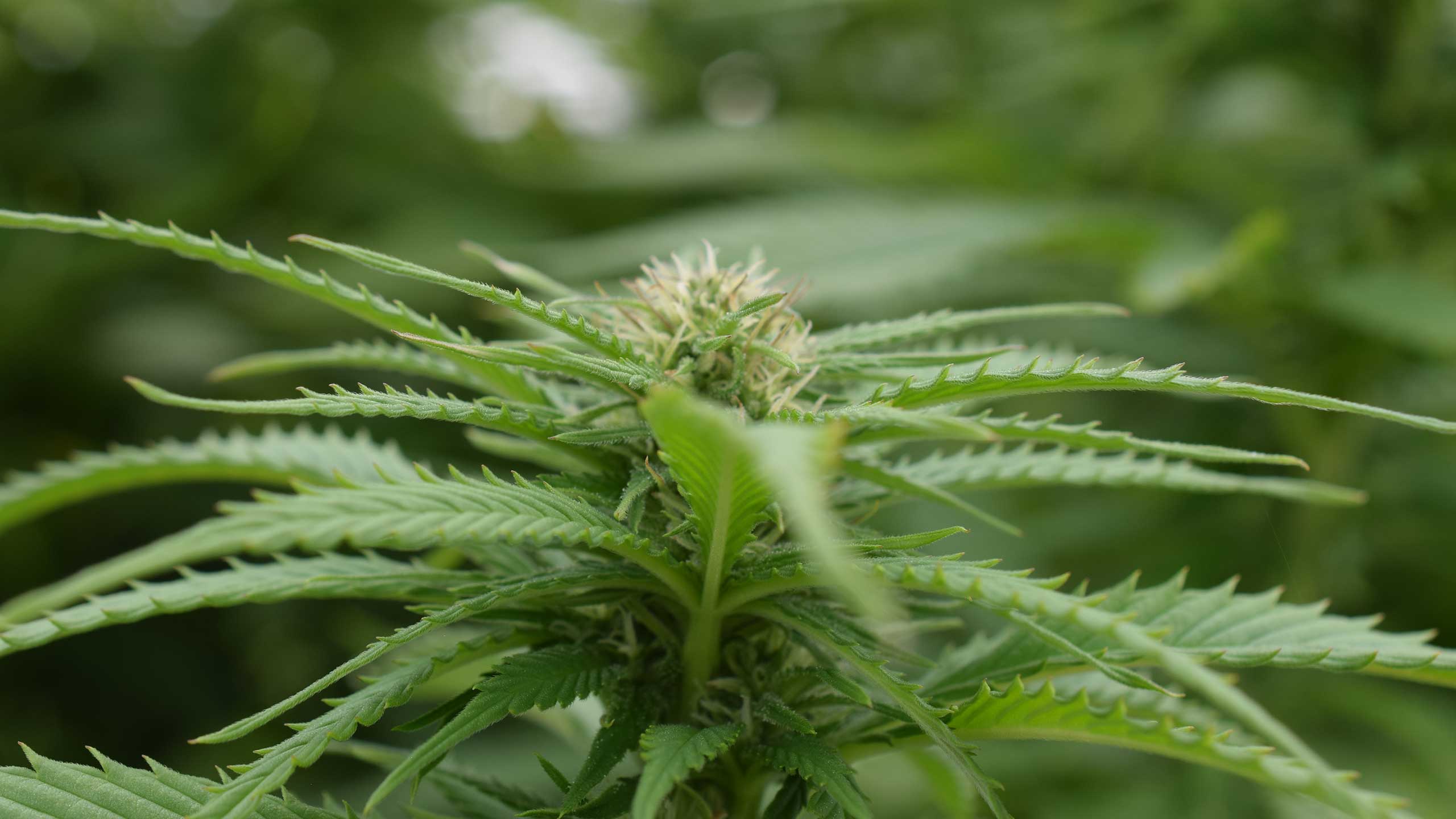 Cannabis-Akademie - wie man Cannabis-Experte wird