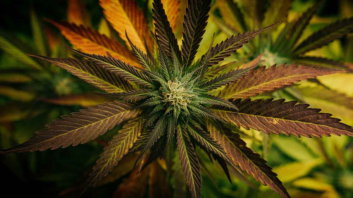 Cannabis-CBD: Ein umfassender Leitfaden