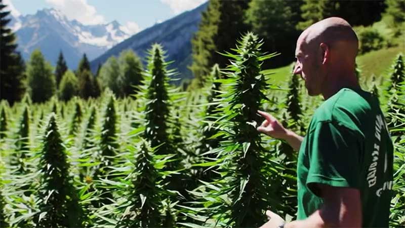 Cannabis Touren mit Cannabis Guide in der Schweiz