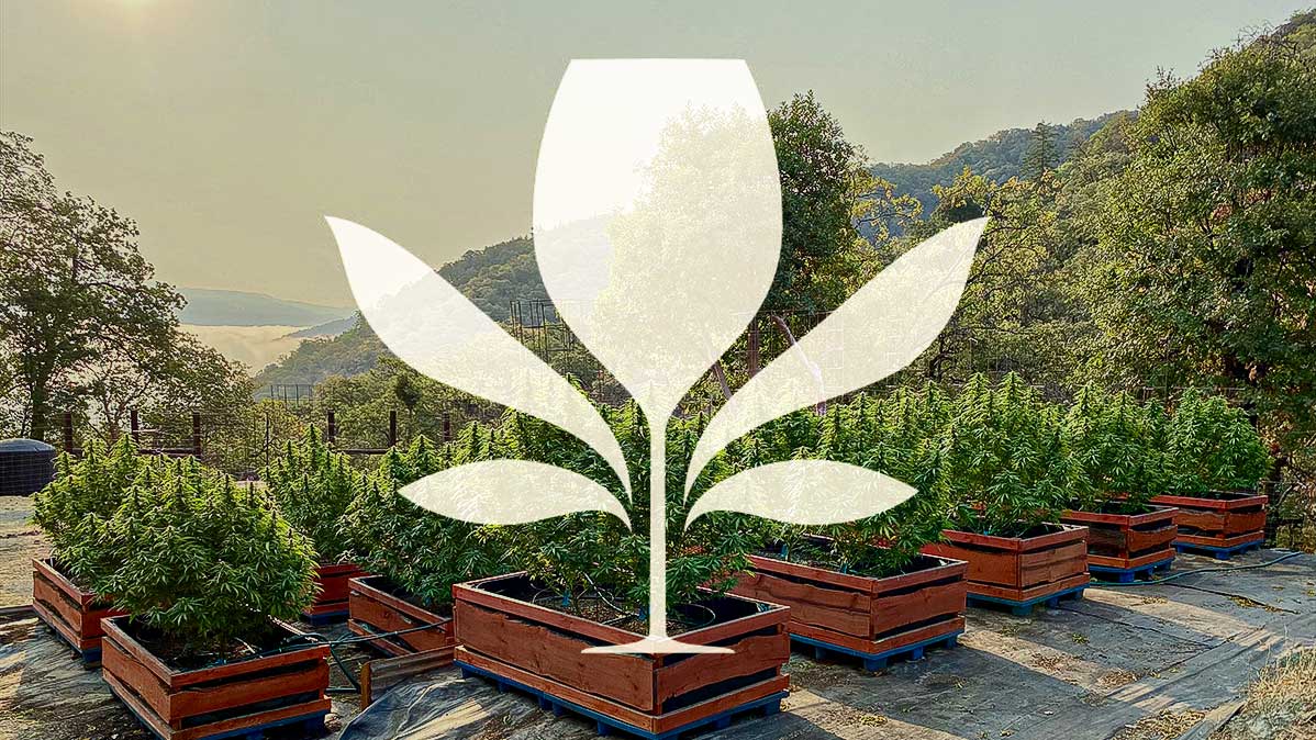 Cannabis & Wine Tours San Francisco – Genuss & Kultur