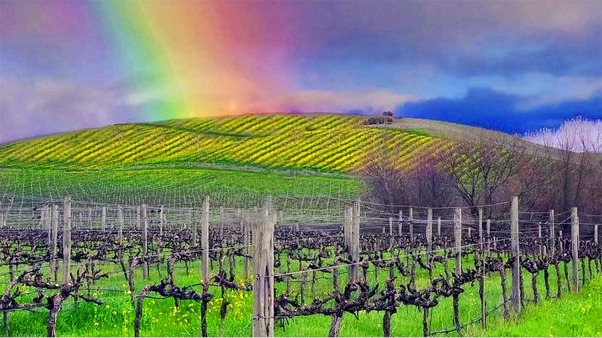 Sonoma Cannabis & Wine Tours – Kalifornien exklusiv