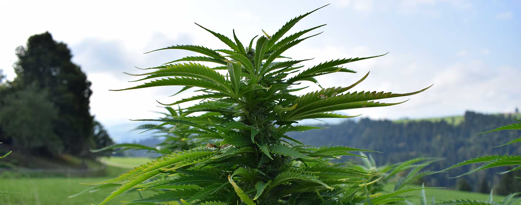 cannabispatient cannabis urlaub 