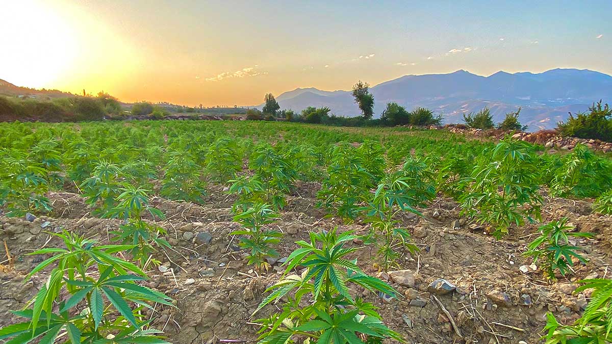 Hanfanbau im Rif – Zwischen Mythos, Alltag & Aufbruch