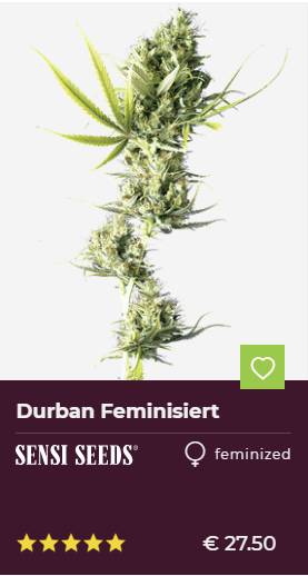 Durban Feminisierte Hanfsamen