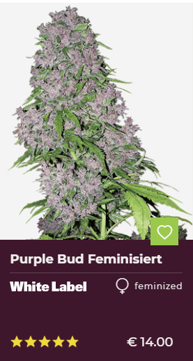 Purple Bud Feminisierte Hanfsamen von White Label