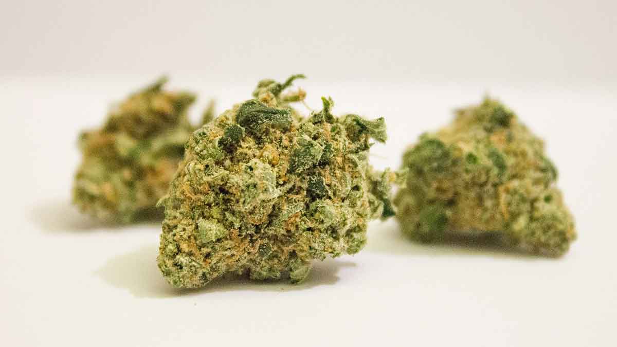 Ganja-Anbau in Jamaika: Ein umfassender Überblick