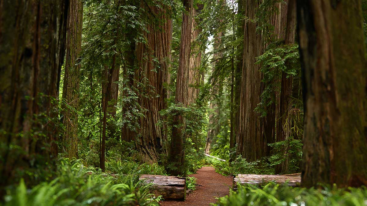 Magische Lost Coast – Dein Cannabis Urlaub Kalifornien