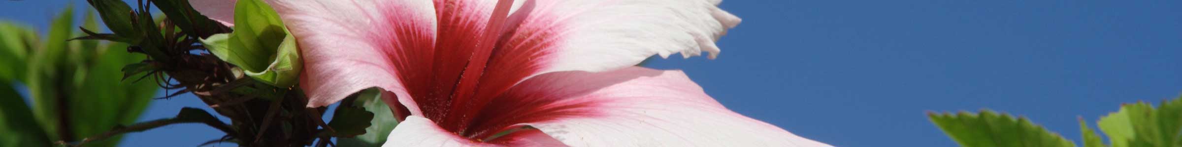 Madeira entdecken – Natur, Freiheit & Cannabis-Urlaub