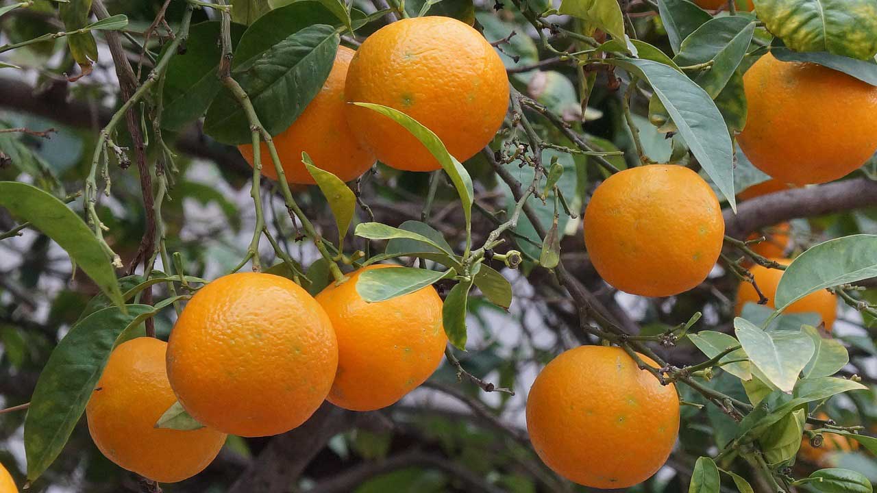 Mallorca 2026: Cannabis-Urlaub unter 500 €