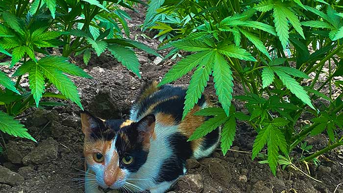 Katama und Chefchaouen: Cannabis & Urlaub in Marokko