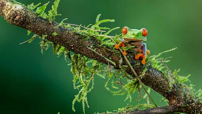 Mittelamerika: Entspannter Cannabis Urlaub