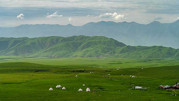 Cannabis ruderalis: Wildwuchs in der mongolischen Steppe
