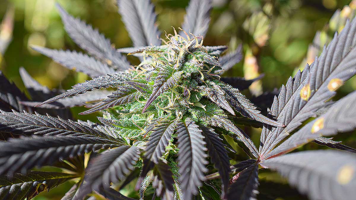 PotSpot & CannabisUrlaub – Gemeinsam 420 erleben