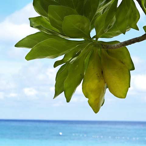 Phuket
