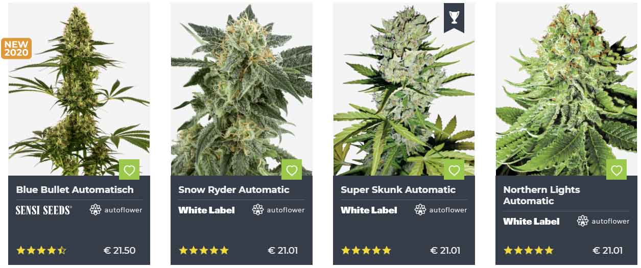 Autoflowering Samen kaufen