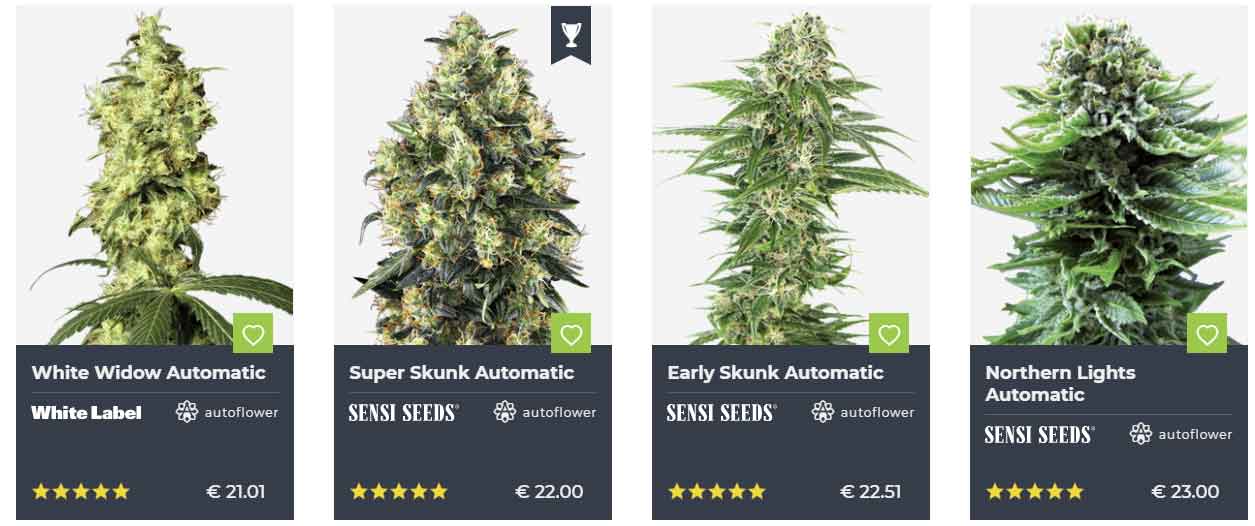 Autoflowering Samen