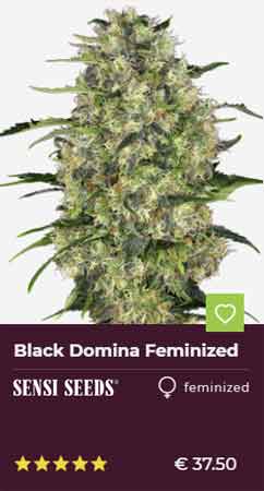 Black Domina Feminized Seed