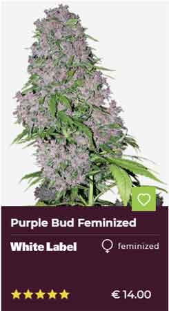 Purple Bud