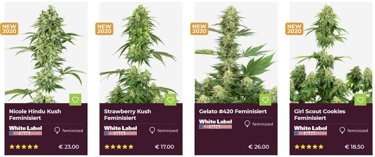 feminisierte hanfsamen kaufen sensi seeds