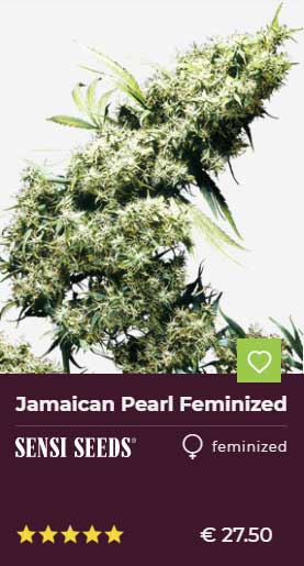 jamaican pearl feminized
