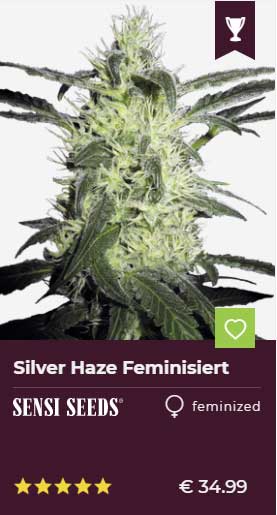 silver haze feminisiert