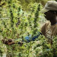 Sind Umweltaktivisten Cannabisfreunde?