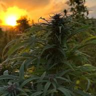 Cannabis in Afghanistan - Geschichte, Anbau, Reisen