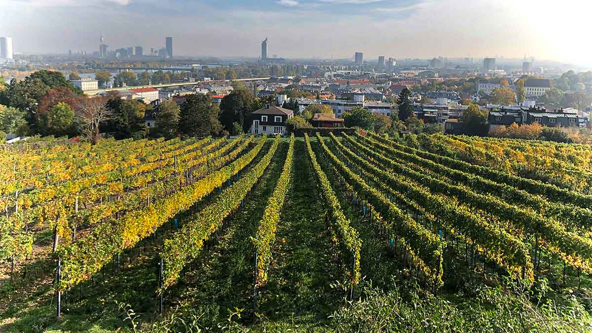 Weinwandertag Wien: Genuss, Natur & Cannabis erleben