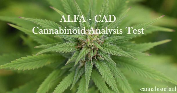 Cannabis Test - Was steckt in meiner Blüte