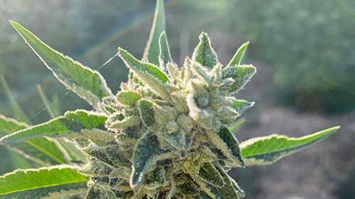 cannabis bilder gallerie marokko