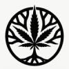 Hanf neu entdecken: Cannabisurlaub & Kannavita