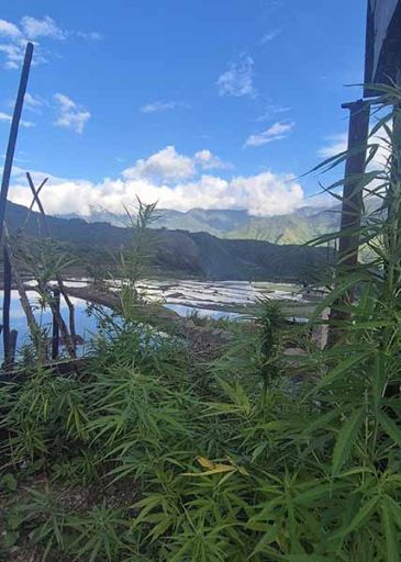 weed philippinien