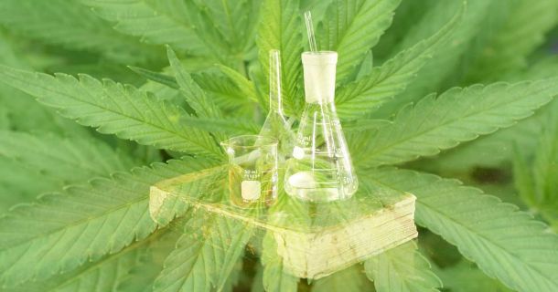 Cannabis Alchemie - Hydrolate und Terpene herstellen!