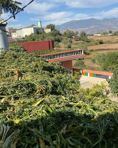 cannabis urlaub marokko rif