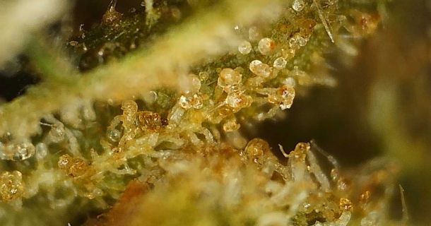 Extrahieren Sie Terpene aus Cannabis