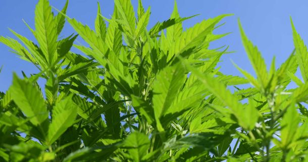 Marihuana Sorten und Ihre Bedeutung
