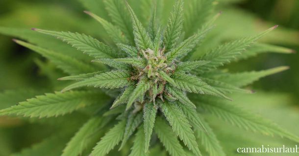 Kann man vom Cannabis Blatt high werden?