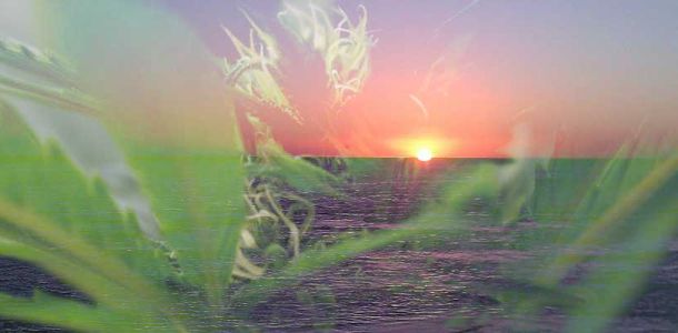 Die 5 besten Cannabis Ferien Ziele für uns Schweizer