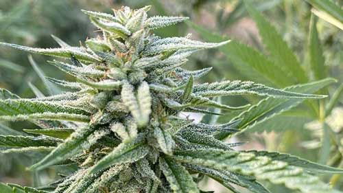 cannabis bilder gallerie marokko