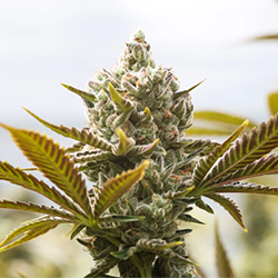 Cannabis Samen aus Afghanistan