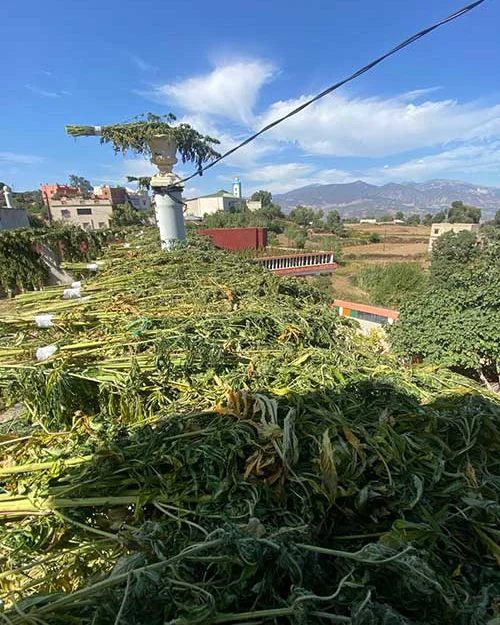 hanfanbau marokko urlaub