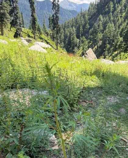 wildwachsender cannabis in pakistan