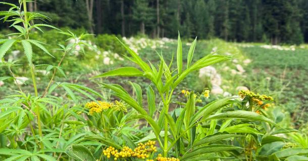 Cannabis in Pakistan: Wilder Cannabis & 7-Tage-Abenteuerreise